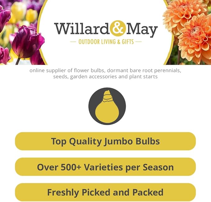 25 Pastel Mixed Ranunculus Bulbs for Planting - Buttercup Color Mix Value Bag - Plant in Gardens, Borders & Flowerbeds - Easy to Grow Fall Flowers Bulbs by Willard & May