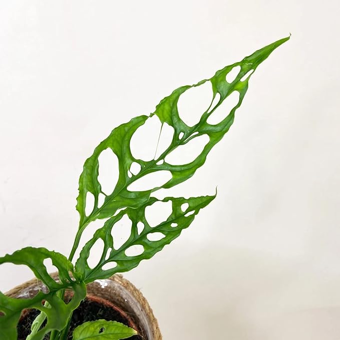 Planting Mix for Monstera Obliqua - Steady Growth and Vibrant Leaves by Gardenera - 10 Quart (2 Bags of 5 Quart)