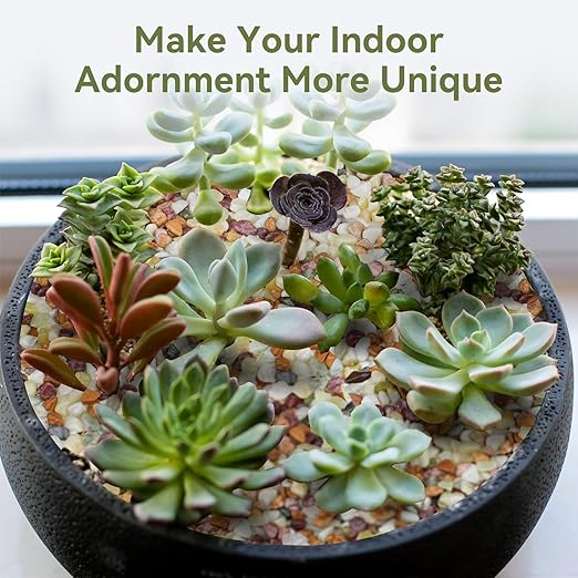 5 lbs Pebbles for Indoor Plants, Succulent Rocks, 3/8" Polished Pebbles for Bamboo, Vase, Terrarium, Natural Decorative Small River Rocks for Crafts, Cactus, Outdoor Garden Landscaping