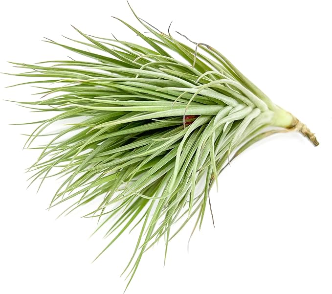 Air Plants - Flowering Tillandsia Rose BAER, Large 5" - 1ct - Live Arrival Guaranteed - House Plants for Home Decor & Gift