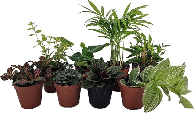 Terrarium & Fairy Garden Plants - 8 Plants in 2" pots