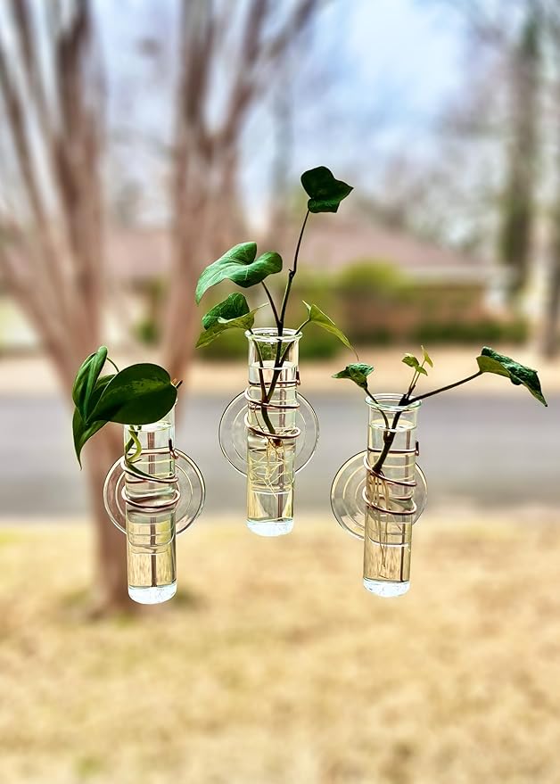 The Little Window Propagator | Window Propagation Station with Removable Glass Tubes, Indoor Plant Clippings, Cut Flowers, Herbs, Succulents | Home Decor | Plant Lover Gift (3)