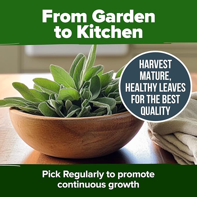 HOME GROWN White Sage Seeds 646 Pack π‘π’π‘-ππ π’, π¨π¦π-π¦π’π¨π₯πππ Heirloom Seeds - Grow Aromatic Sage Plants for Your Herb Seeds Garden with Sage for Planting Outdoor or Indoor (Salvia apiana)