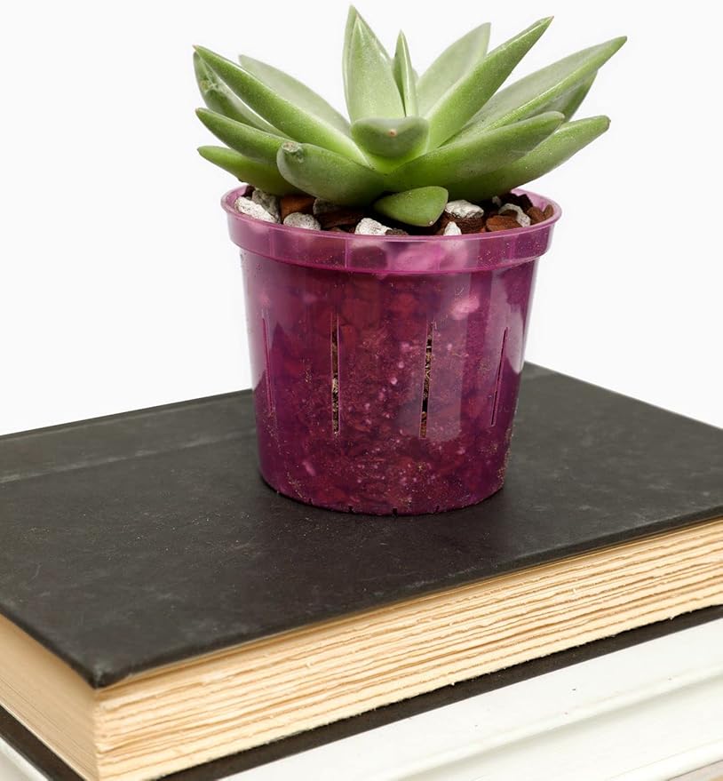 rePotme 4 inch Orchid Pot 3 Pack - Slotted Orchid Pots with Holes for Repotting (Crystal Clear)