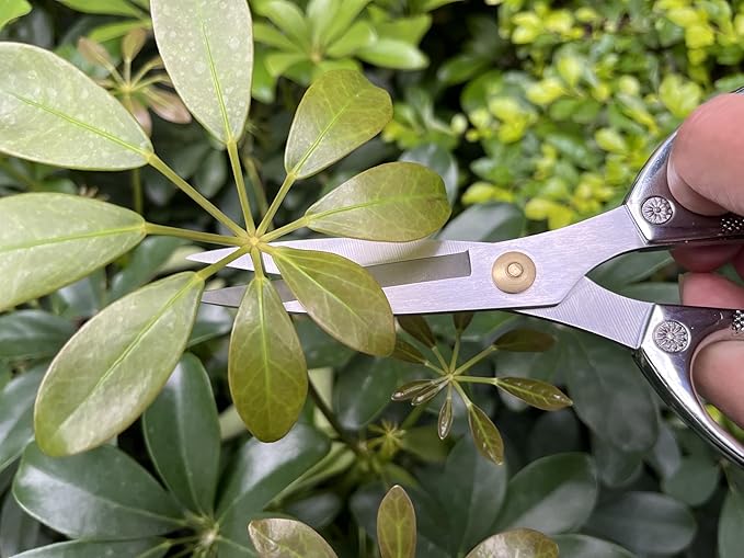 Indoor Plant Shears Garden Scissors, Flower Pruners Made of Japan SK5 Stainless Steel, Flowers Herbs and Plant Cutters, Clippers, Trimmers, Loppers, Bonsai Potted Plant Pruning Scissors