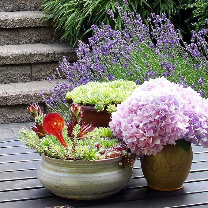 Evelots Plant Watering Globes (6 Pack) - Hand Blown Glass - Automatic Water Irrigation System - Indoor/Outdoor - Leave Your Home Worry Free