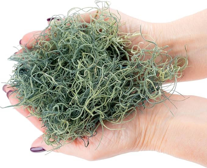 Premium Spanish Moss in Basil| Natural Preserved - Great Ground Cover - Filler for Potted Plants - by GARDENERA - 5 Quart Bag