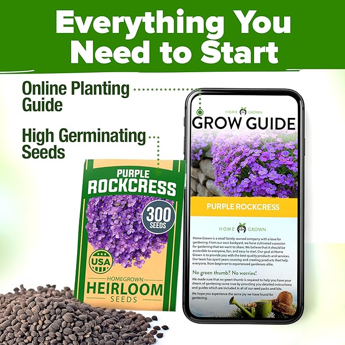 HOME GROWN π¨π¦π π£π₯ππ ππ¨π Aubrieta Rock Cress Purple, Flowering Ground Cover Seed Pack, Perennial Cress Seeds for Planting Outdoor Lawn Gardens 300 π‘π’π‘-ππ π’ Aubrieta deltoidea Flower Seeds