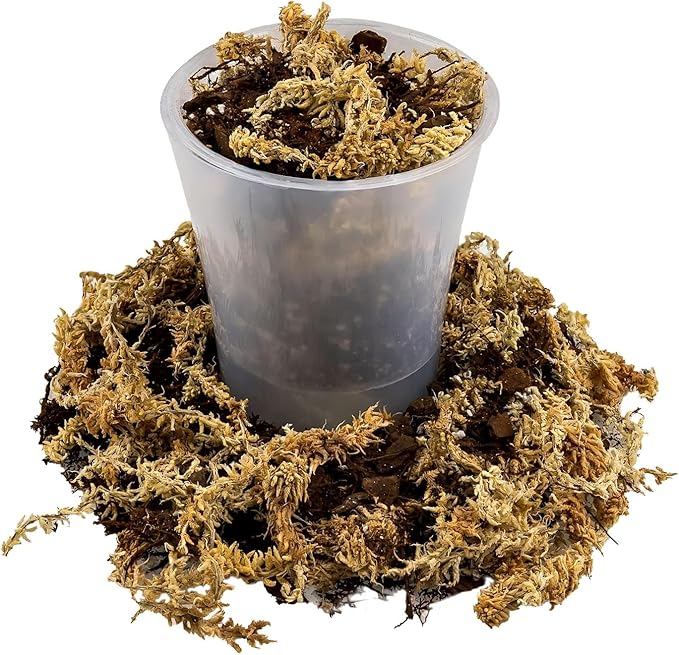 Premium Orchid Mix by GARDENERA | Fern + New Zealand Pine Bark + Sphagnum Moss + Perlite | Best for Growing and Repotting Orchids - 2 Quart Bag
