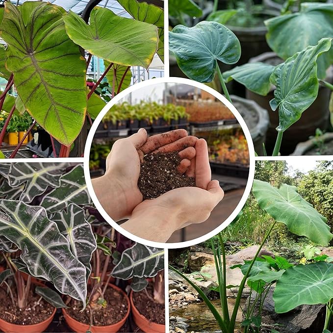 Premium Alocasia Plant Soil Mix by Gardenera - Stimulate Growth and Elevate Leaf Elegance with Nourishing Formula - 5 Quart