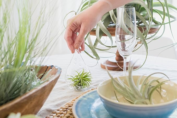 12 Pack Air Plants Red Abdita Tillandsia - Medium Air Plants Live Variety Pack - Live Succulent House Plant - Home Holders and Garden Decor - Easy Care Indoor and Outdoor Plants