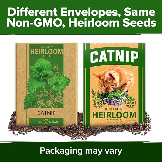 HOME GROWN Catnip Seeds (2 Pack) π‘π’π‘-ππ π’, π¨π¦π-π¦π’π¨π₯πππ Heirloom Herb 4232 Seeds - Indoor or Outdoor Seed - High-Germination Cat Nip - Cat Safe Plants (Nepeta cataria)