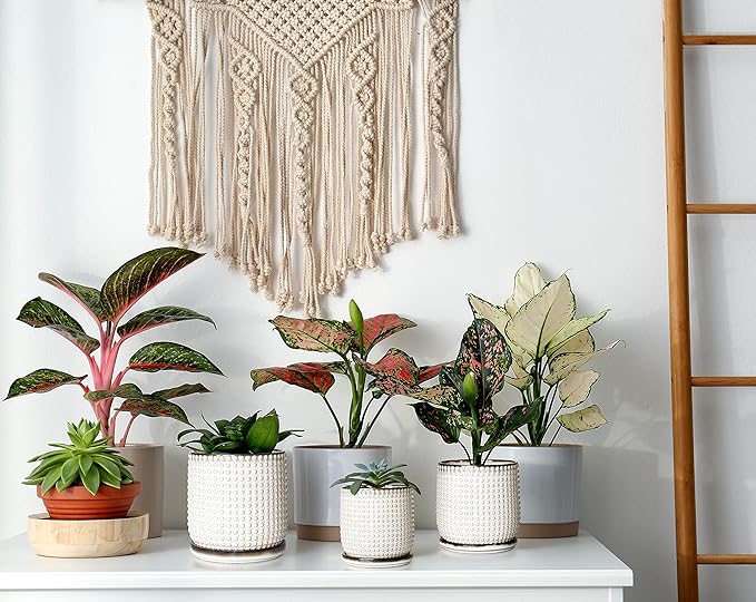 D'vine Dev 6 Inch Ceramic Beaded Stoneware Planter Pot - Flower Pot with Drainage Holes and Saucers for Indoor Succulent Plants or Flowers, Smoked White, 27-C-X-1