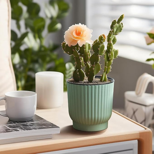 How Proper Plant Care Leads to Long-Lasting Blooms