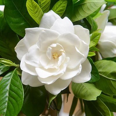 Gardenia Veitchii - Everblooming - Gardenia Jasminoides. Fragrant Evergreen Shrub with Glossy Foliage and Pure White Blooms, Perfect for Pots, Borders, or Gardens (2 Gardenia Veitchii Plants in Cup)