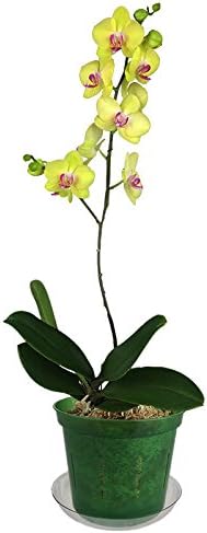 rePotme 4 inch Orchid Pot 3 Pack - Slotted Orchid Pots with Holes for Repotting (Green Emerald)