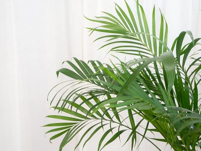 Palm Tree Potting Mix - The Ultimate Soil for Strong and Healthy Palms - Top Choice for Palm Tree Growers [10 Quart Bag]