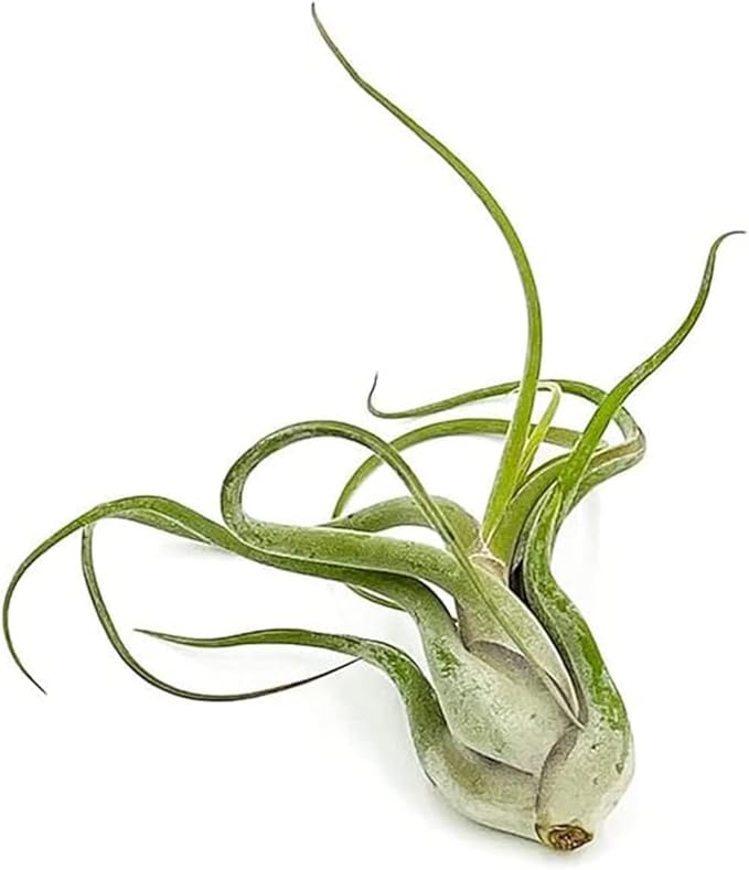 Air Plants - Flowering Tillandsia Caput Medusae, Large 5-7" - 1ct - Live Arrival Guaranteed - House Plants for Home Decor & Gift