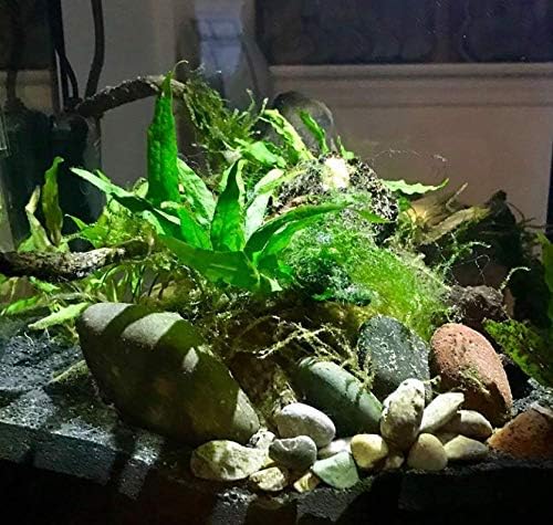 Java Fern Planted on Driftwood Microsorum Pteropus Freshwater Easy Low Light Live Aquarium Plant Decorations 3 Days Guarantee by Mainam