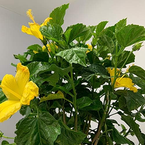 Hibiscus Live Plant - Yellow Hibiscus Bush - Flowering Plants - Yellow Ft. Myers - Overall Height 26" to 28" - (Plant Only)…