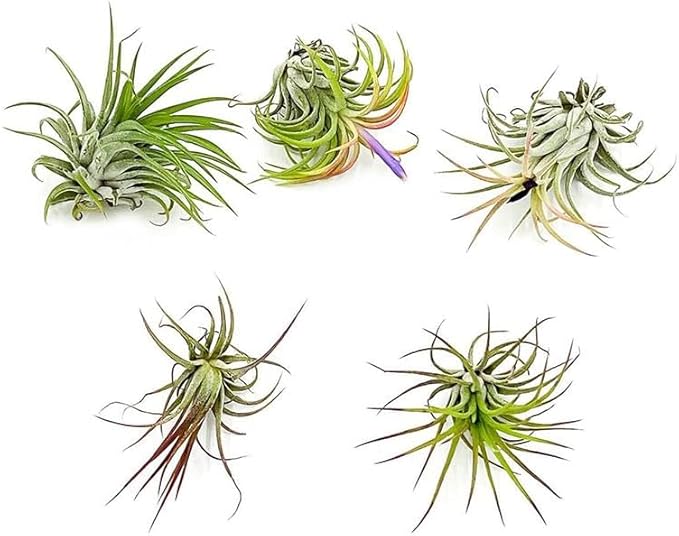 Air Plants - Tillandsia Ionantha Pack, Regular 1-3" - 5ct - Live Arrival Guaranteed - House Plants for Home Decor & Gift