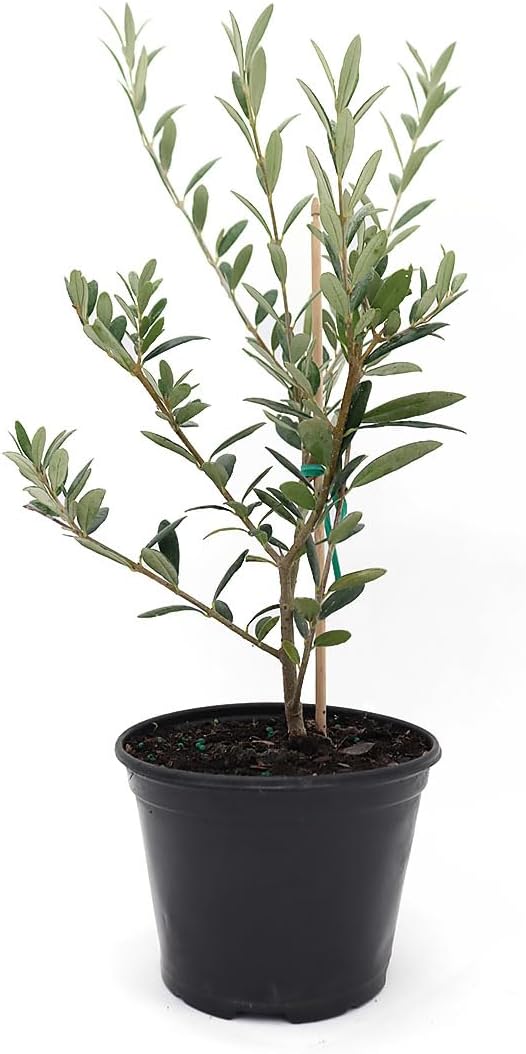 American Plant Exchange Live Arbequina Olive Tree, Fruit Bearing, Plant Pot for Home and Garden Decor, 5-Inch Pot, 1.5 Ft Tall