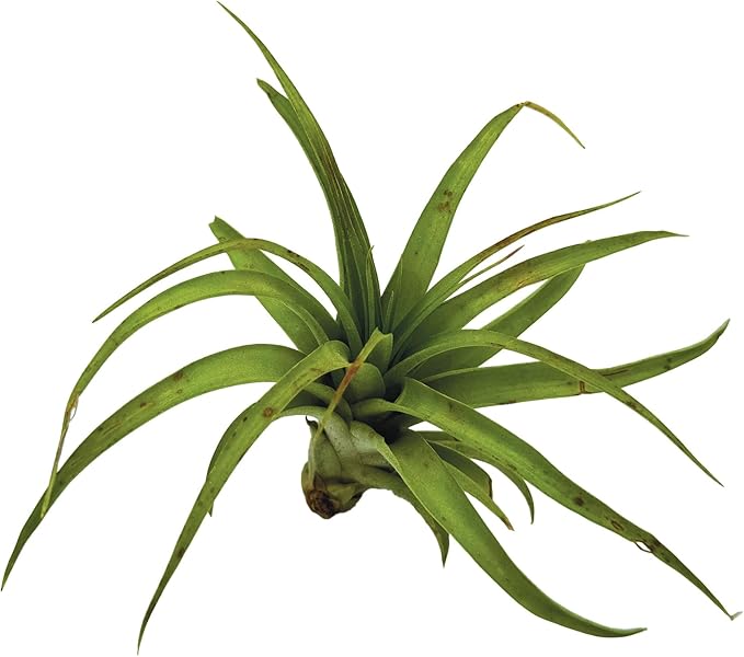 Air Plants - Tillandsia Brachycaulos Multiflora, Jumbo 5-7" - 1 ct - Live Arrival Guaranteed - House Plants for Home Decor & Gift