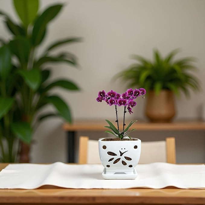 Orchid Pots with Holes Square Ceramic Orchid Planter Pots 5.5 inch (White)