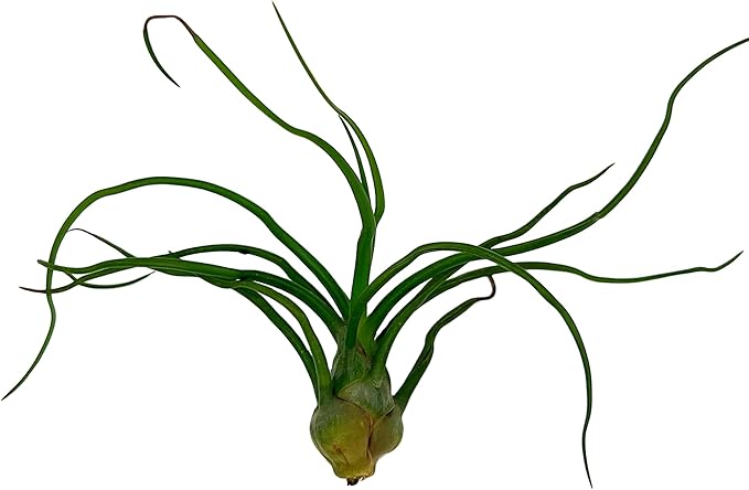 Air Plants - Flowering Tillandsia Bulbosa Guatemala, Large 3-5" - 1ct - Live Arrival Guaranteed - House Plants for Home Decor & Gift