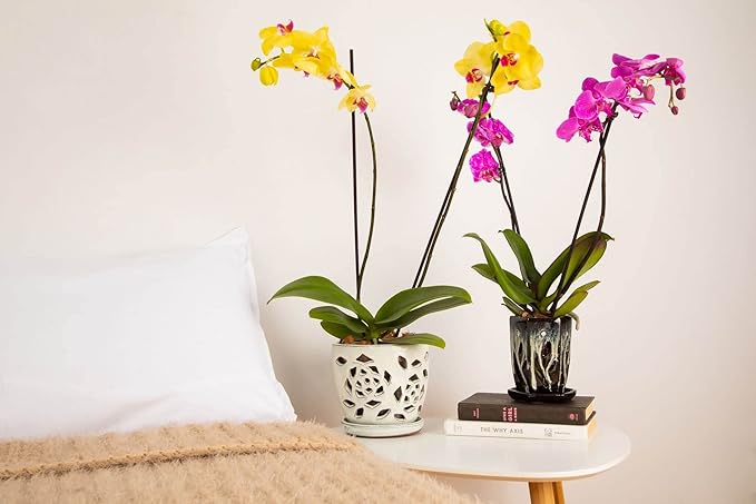 rePotme Orchid Pot - 5 inch Floral Cutout Ceramic Orchid Pot with Holes (Cream Over Lavender) - Includes 5 inch Slotted Pot Liner