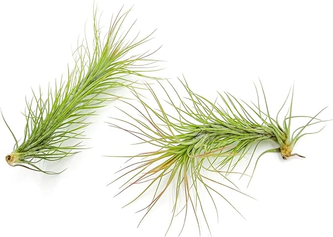 Air Plants - Tillandsia Funckiana, Large 5" - 1ct - Live Arrival Guaranteed - House Plants for Home Decor & Gift