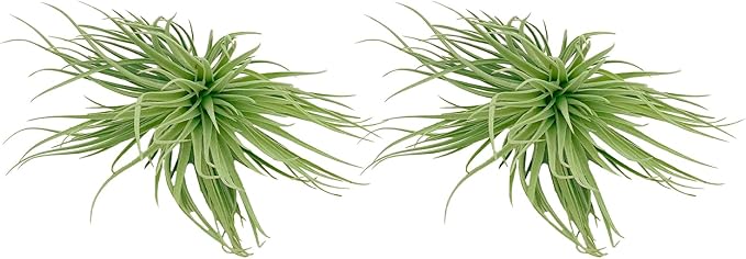 Air Plants - Flowering Tillandsia Rose BAER, Large 5" - 2ct - Live Arrival Guaranteed - House Plants for Home Decor & Gift