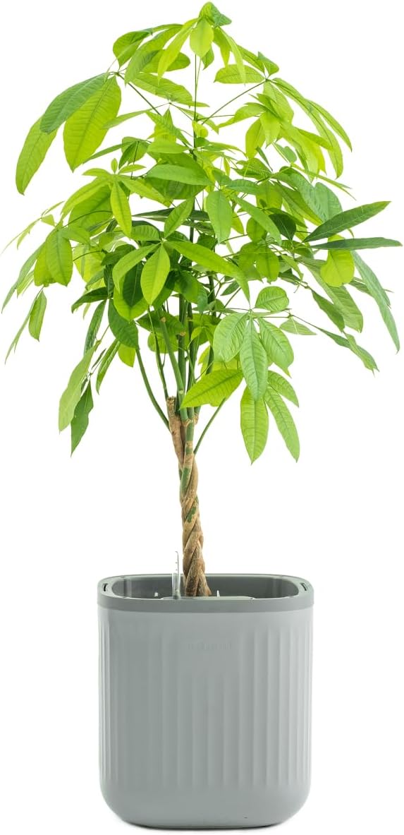 Vego garden Self Watering Pots Home Planters with Water Gauge for Effortless Indoor Plants Fog Gray