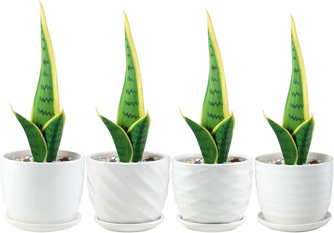 Plant Pots - 4.7 Inch Cylinder Ceramic Planters with Connected Saucer, Pots for Succuelnt and Little Snake Plants, Set of 4, White