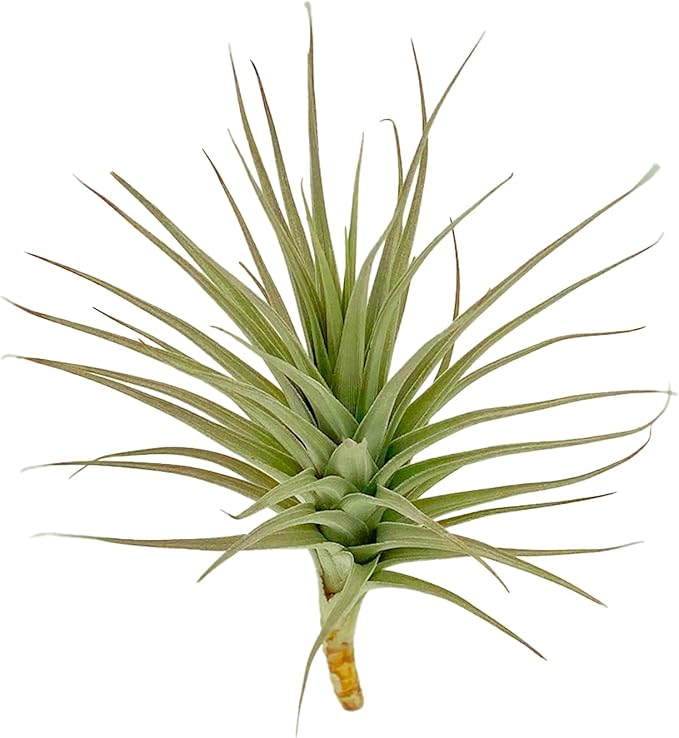Air Plants - Flowering Tillandsia Lilla Lilac, Large 5" - 1ct - Live Arrival Gauranteed - House Plants for Home Decor & Gift