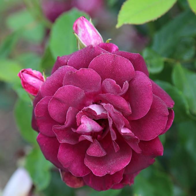 Heirloom Roses Rose Plant - Burgundy Iceberg™ Purple Rose Bush, Shrub Live Plant for Planting Outdoors