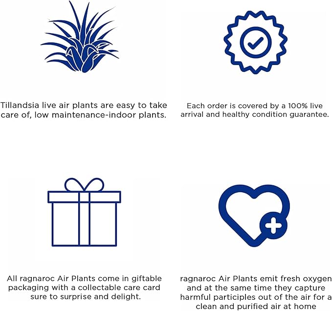 Air Plants - Tillandsia Fasciculata Tricolor, Large 4-6" - 5ct - Live Arrival Guaranteed - House Plants for Home Decor & Gift