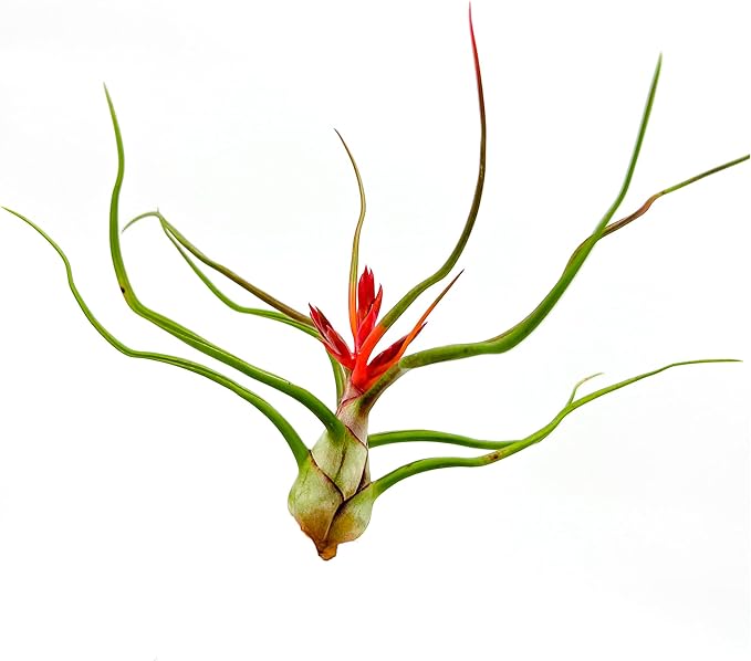 Air Plants - Flowering Tillandsia Bulbosa Belize, Giant 7-9" - 3ct - Live Arrival Guaranteed - House Plants for Home Decor & Gift