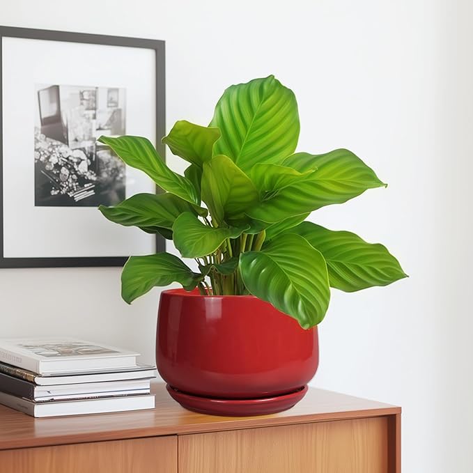 G EPGardening Ceramic Planter 7 Inch - Flower Pots for Indoor Plants, Round Planter with Drainage and Ceramic Tray, Modern Plant Pot, Bathroom Decor, Teacher Gifts, Red