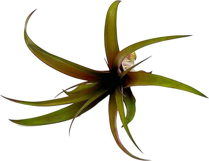 Air Plants - Tillandsia Red Capitata, Large 5-7” - 2 ct - Live Arrival Guaranteed - House Plants for Home Decor & Gift