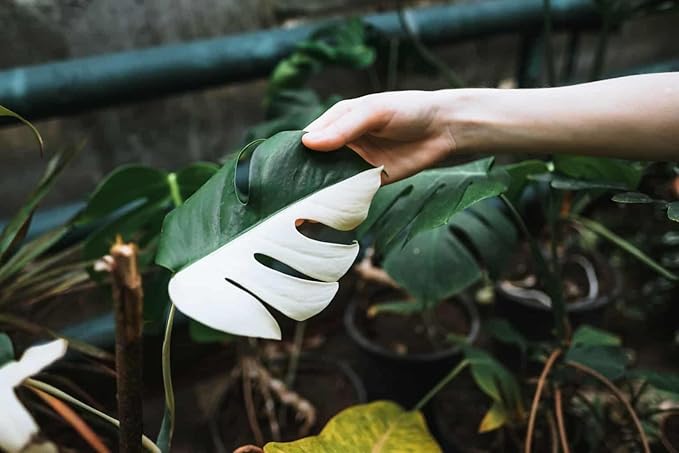 Monstera Borsigiana Planting Mix - Promotes Steady Growth and Vibrant Leaves - 10 Quart (2 Bags of 5 Quart)
