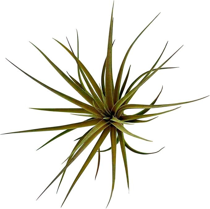 Air Plants - Flowering Tillandsia Stricta Large 5" - 1ct - Live Arrival Guaranteed - House Plants for Home Decor & Gift