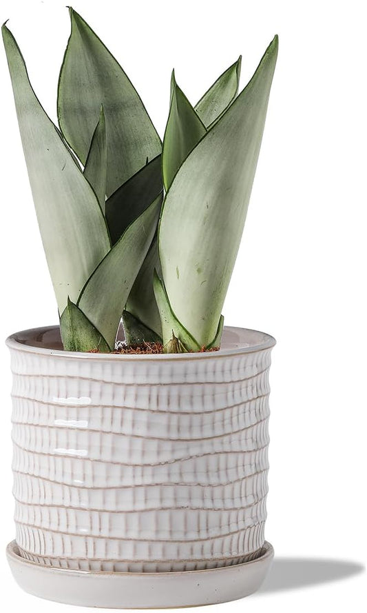 5.8 Inch Plant Pot: Ceramic Planter with Drainage Hole & Saucer - Cream White Flowerpot for Indoor & Outdoor Plants - with Separate Tray for Home & Office - Wave Embossed Design
