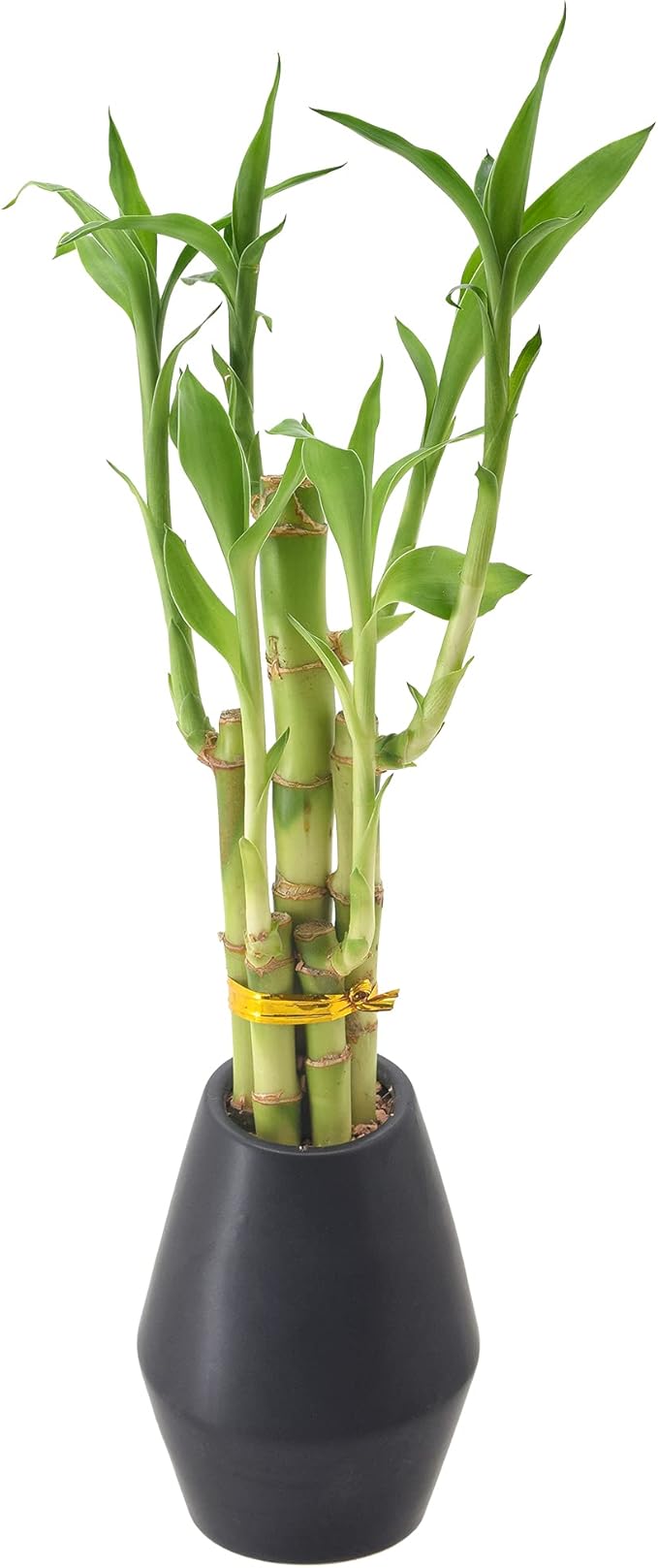Arcadia Garden Products 5-Stem Lucky Bamboo, Live Indoor Plant in Dimension II Ceramic Planter for Home, Work, or Gift, Black ***Cannot Ship to Hawaii***
