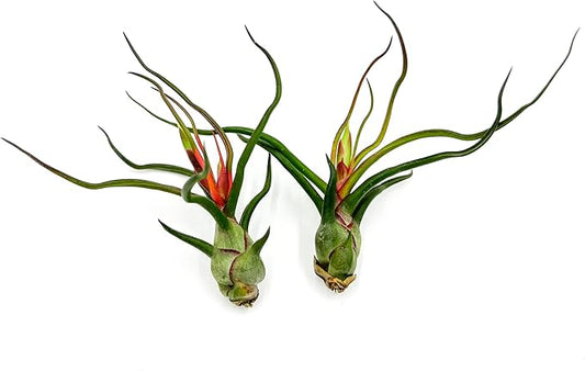 Air Plants - Flowering Tillandsia Bulbosa Guatemala, Large 3-5" - 2ct - Live Arrival Guaranteed - House Plants for Home Decor & Gift