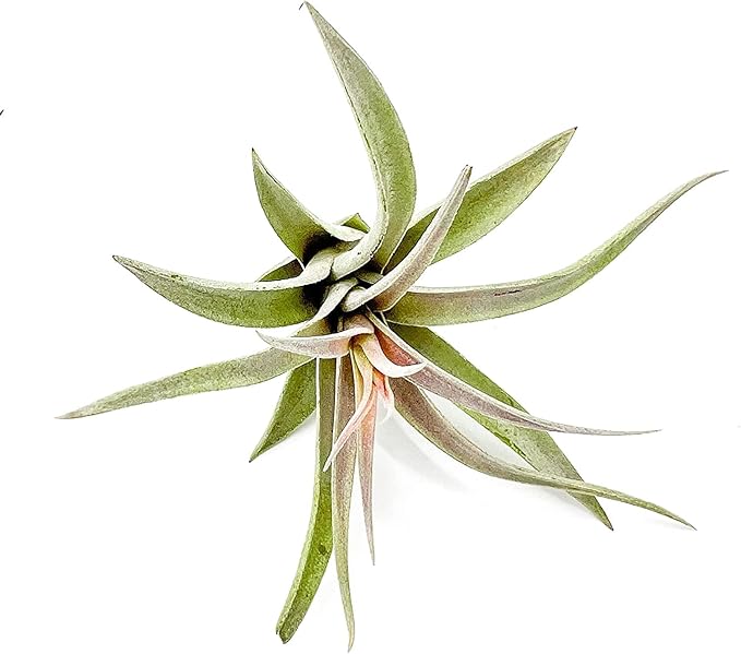 Air Plants - Flowering Tillandsia Harrisii, Large 3-5" - 2ct - Live Arrival Guaranteed - House Plants for Home Decor & Gift