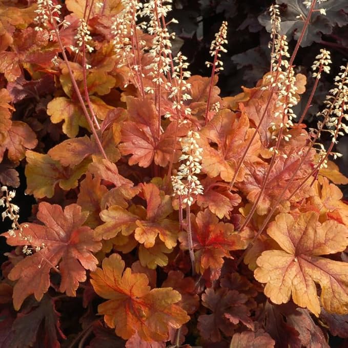 2 Heuchera Live Plants, Coral Bells Red Oragne Yellow Heuchera Perennials for Outdoor Garden, Shade Border, Containers, 4-6” Tall Well-Rooted