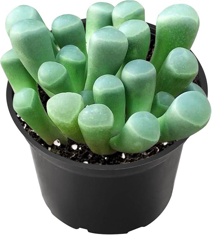 2" Live Succulent 'Baby Toes', Rare Succulent Plants Fully Rooted in Pots, Unique House Plant for DIY, Party Favor, Home Office Decoration