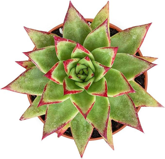 4-inch Succulent Echeveria agavoides 'Lipstick', Live Succulents Plants Fully Rooted in Pots with Soil, Easy-Care House Plants for DIY, Home Office Decoration