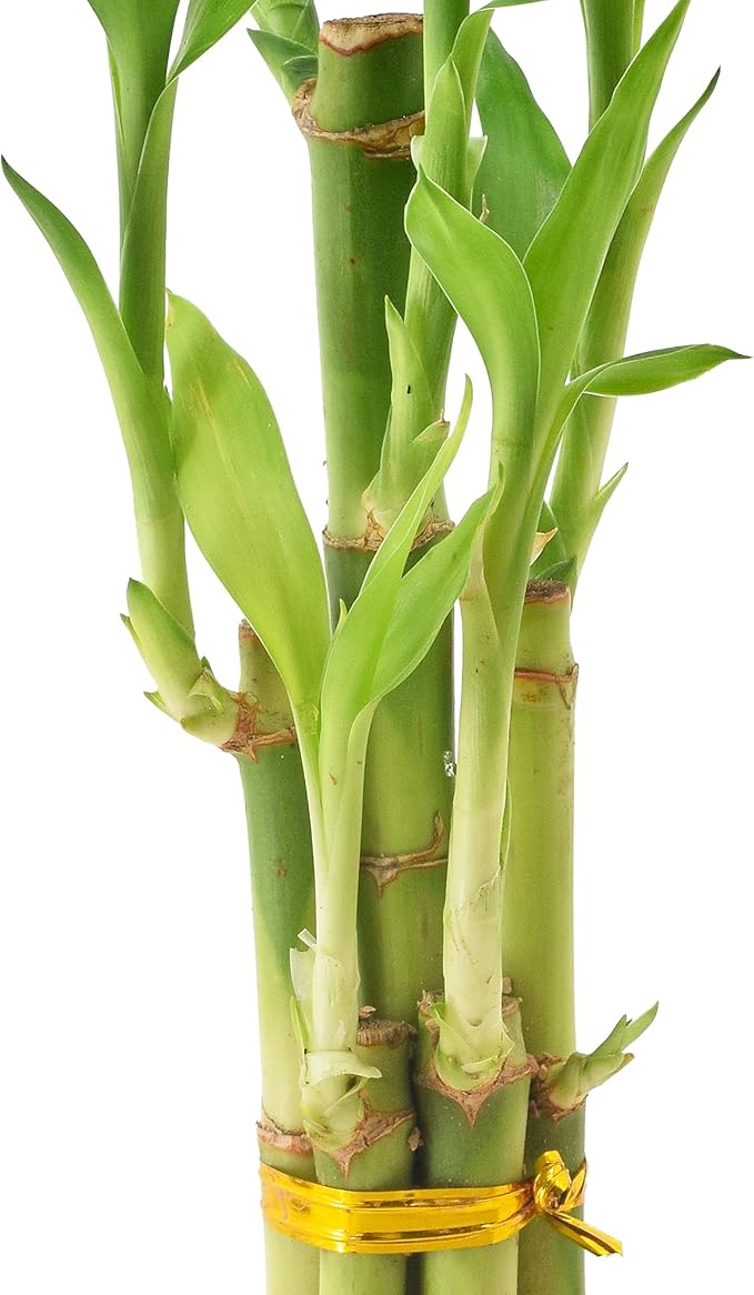 Arcadia Garden Products 5-Stem Lucky Bamboo, Live Indoor Plant in Dimension II Ceramic Planter for Home, Work, or Gift, Tan ***Cannot Ship to Hawaii***